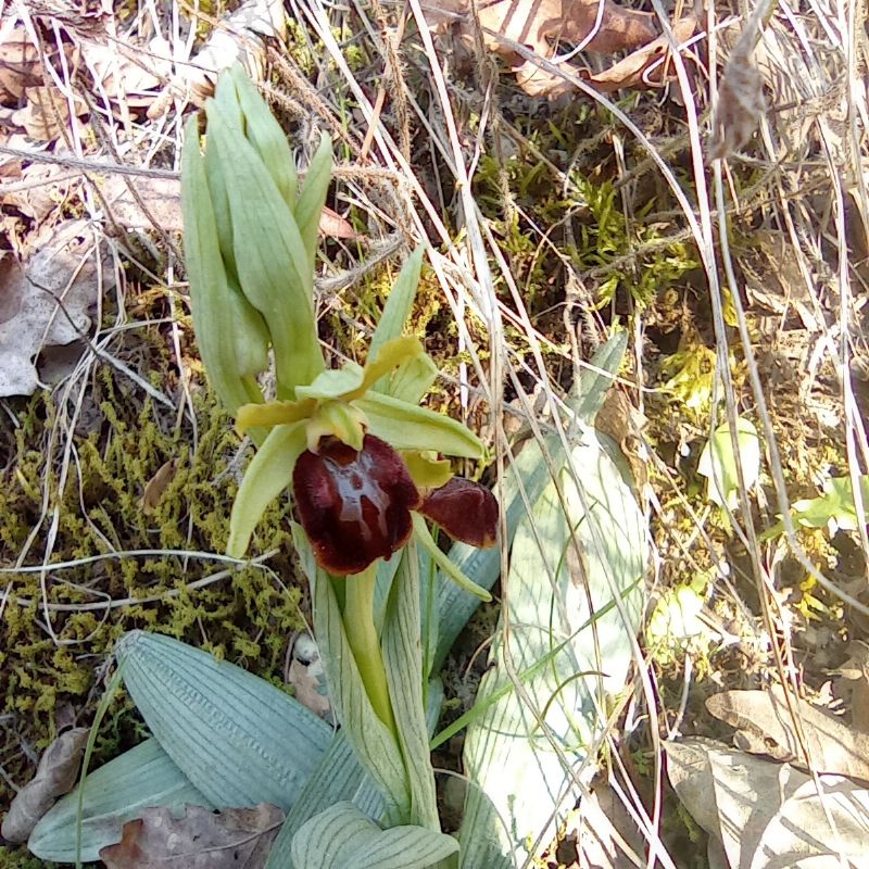 ophrys da identifcare